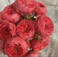 Image 6 of Pre-Order -  FLAMINGO ROSE