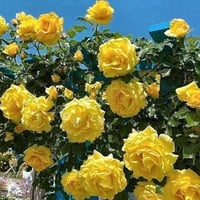 Image 2 of Pre-Order - GOLD BUNNY CLIMBER ROSE