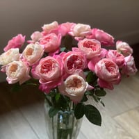 Image 4 of Pre-Order DREAM LIGHT ROSE