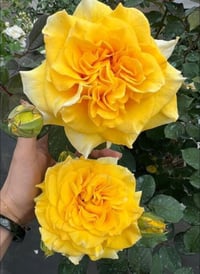 Image 3 of Pre-Order - AMBER QUEEN ROSE