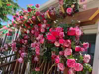 Image 4 of Pre-Order EDEN CLIMBER aka EDEN 85