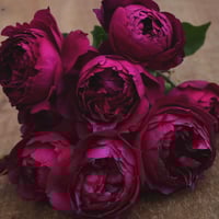 Image 4 of Pre-Order - AUTUMN ROUGE ROSE