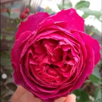 Image 3 of YVES GARDEN SCENT ROSE