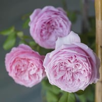 Image 3 of CAREY ROSE (Ausweather)