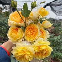 Image 4 of MOLINEUX ROSE (Ausmol)