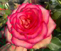 Image 4 of Pre-Order - MONROE aka COLOR SHELL ROSE