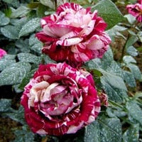 Image 6 of Pre-Order - JULIO IGLESIAS ROSE