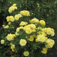 Image 2 of YELLOW MEILOVE ROSE aka ANNE DUPERY ROSE