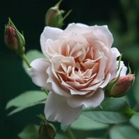 Image 2 of Pre-Order - IORI ROSE