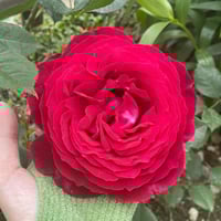 Image 4 of Pre-Order - JANICE KELLOGG