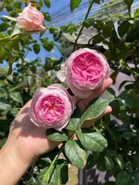 Image 3 of MON COEUR CLIMBING ROSE 