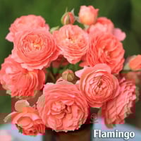 Image 4 of Pre-Order -  FLAMINGO ROSE