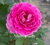 Image 4 of SHEHERAZAD ROSE