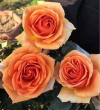 Image 6 of Pre-Order - BORA BORA ROSE