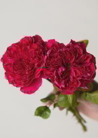 Image 4 of ROUGE ROYALE ROSE