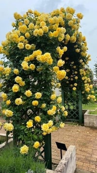 Image 5 of Pre-Order - GOLD BUNNY CLIMBER ROSE