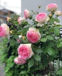 Image 5 of Pre-Order EDEN CLIMBER aka EDEN 85