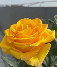 Image 4 of Pre-Order - AMBER QUEEN ROSE