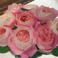 Image 5 of Pre-Order DREAM LIGHT ROSE