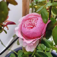 Image 4 of CAREY ROSE (Ausweather)