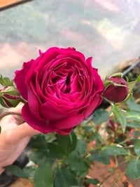 Image 4 of YVES GARDEN SCENT ROSE