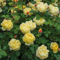 Image 5 of  CHARLES DARWIN ROSE (Auspeet)