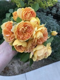 Image 5 of MOLINEUX ROSE (Ausmol)