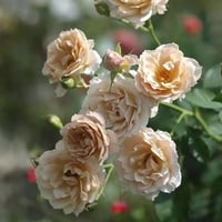 Image 3 of Pre-Order - IORI ROSE