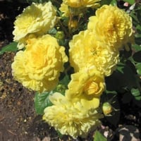 Image 3 of YELLOW MEILOVE ROSE aka ANNE DUPERY ROSE