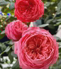 Image 2 of Pre-Order -  FLAMINGO ROSE