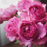 Image 5 of SHEHERAZAD ROSE