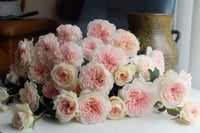 Image 7 of TRANQUILITY ROSE