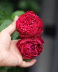 Image 5 of RED EDEN CLIMBER ROSE