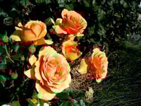 Image 7 of Pre-Order - BORA BORA ROSE