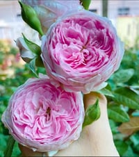 Image 1 of MON COEUR CLIMBING ROSE 