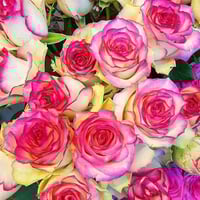 Image 5 of Pre-Order - MONROE aka COLOR SHELL ROSE