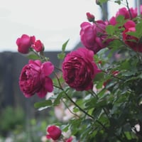 Image 6 of Pre-Order - AUTUMN ROUGE ROSE