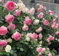 Image 6 of Pre-Order EDEN CLIMBER aka EDEN 85