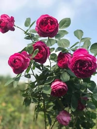 Image 5 of YVES GARDEN SCENT ROSE