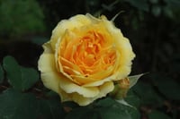 Image 6 of MOLINEUX ROSE (Ausmol)