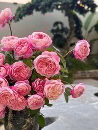 Image 6 of Pre-Order DREAM LIGHT ROSE