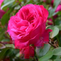 Image 3 of Pre-Order IVOR'S ROSE