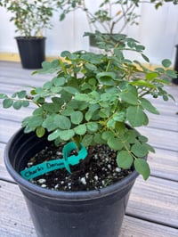 Image 6 of  CHARLES DARWIN ROSE (Auspeet)