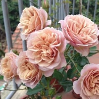 Image 4 of Pre-Order - IORI ROSE