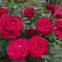 Image 1 of Pre-Order - JANICE KELLOGG