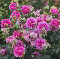 Image 6 of SHEHERAZAD ROSE