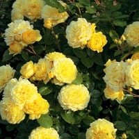 Image 4 of YELLOW MEILOVE ROSE aka ANNE DUPERY ROSE