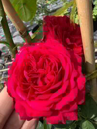 Image 4 of RED EDEN CLIMBER ROSE