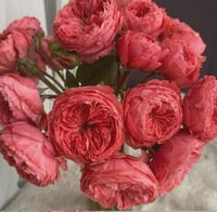 Image 3 of Pre-Order -  FLAMINGO ROSE