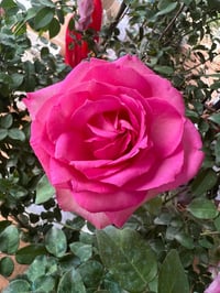 Image 4 of Pre-Order - BEVERLY ELEGANZA ROSE